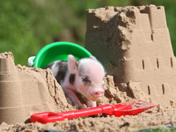 Sandcastle Piglet