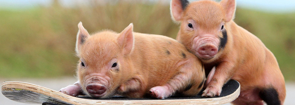 Skateboarding Pigs