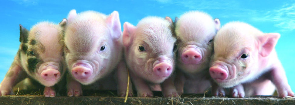 Piglets